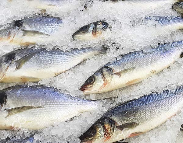 Tunnel Fish Freezing Machine Exported to Indonesia